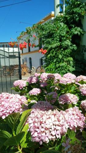 różowe kwiaty przed budynkiem w obiekcie Posada Las Hortensias w mieście Chilecito