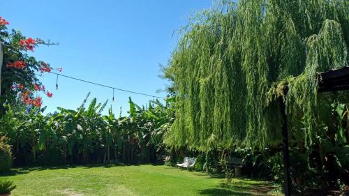 a weeping willow tree in the garden at Posada Las Hortensias in Chilecito