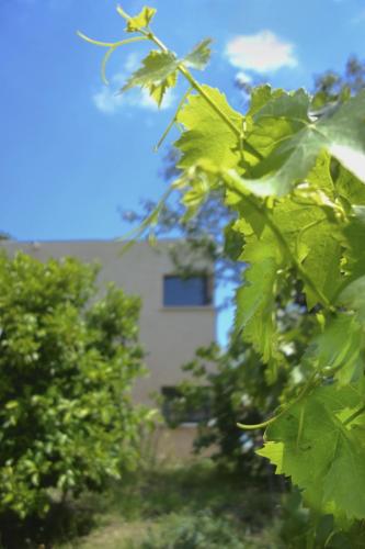 a close up of green leaves in front of a building at Le Clos Saint Elme in Collioure