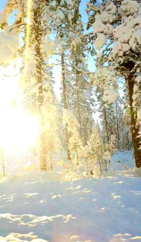 a group of trees in a snow covered forest at Stationshuset Dalarna Apartments in Sörsjön