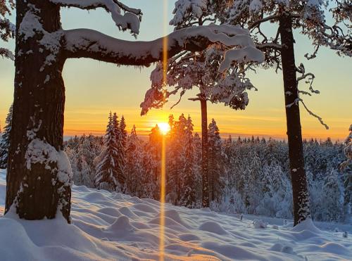 a winter sunset in a snow covered forest at Stationshuset Dalarna Apartments in Sörsjön