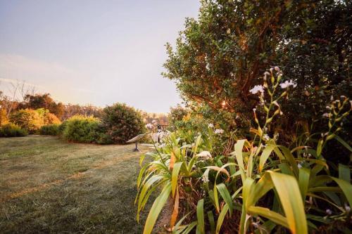a garden with a bunch of plants and a tree at Nunyara - Mountain Views, Rural, Kangaroos, Birds in Newnes Junction