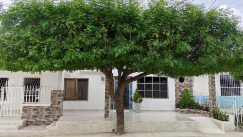 a large green tree in front of a house at Hotel Luxury Plaza in San Jacinto