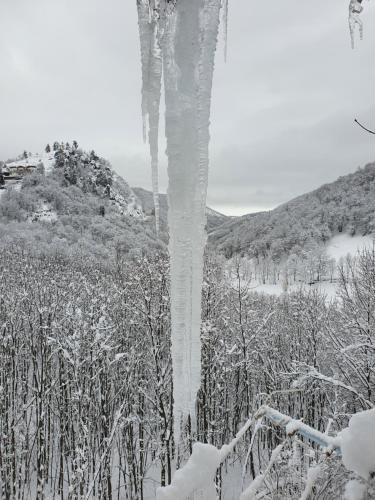 a tree covered in icicles in a snow covered forest at Appartamento Belvedere in Frabosa Soprana