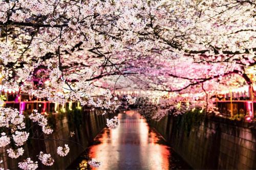 a tunnel of cherry blossom trees over a street at Shibuya Hana House in Tokyo