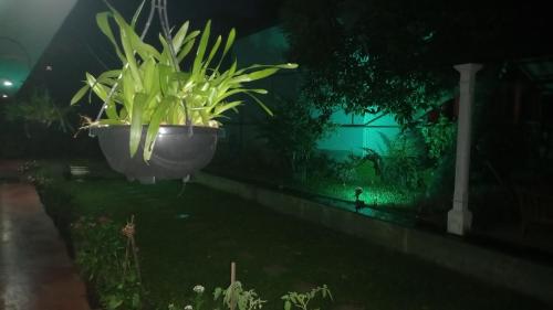 a plant in a large pot in a yard at night at Mahaweli Shades in Kandy