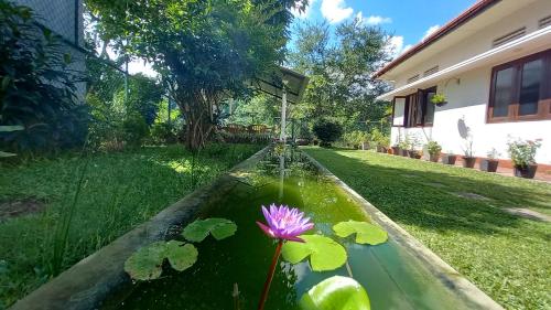 a water feature with a pink flower in a yard at Mahaweli Shades in Kandy