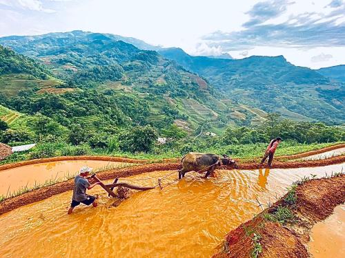 two people plowing a field with a cow in the water at Nậm Lỳ Retreat in Ha Giang