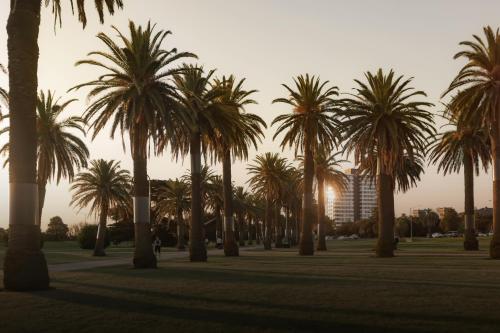 una fila de palmeras en un parque en MAC St Kilda by Melbourne Apartment Collection en Melbourne