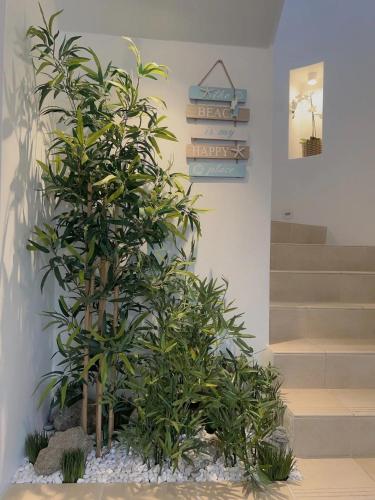 a bamboo plant in a room with stairs at Whitewater Beach House in Old Bar