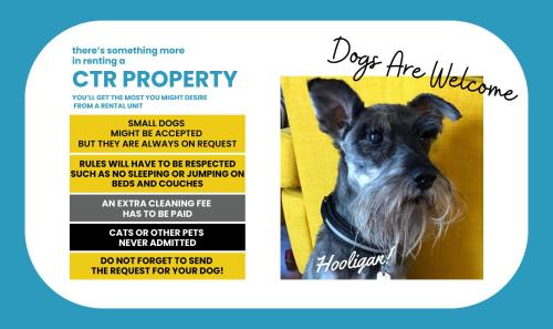 a dog therapy flyer with a picture of a dog at Rundanina Village Life Studio in Vernazza
