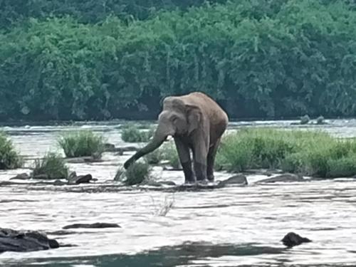 um elefante parado no meio de um rio em Rose villas em Athirappilly