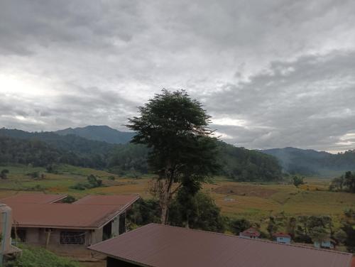 a tree sitting next to a house in a field at Mong Homestay Resort in Pang Ung