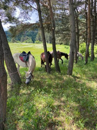 Gallery image of Tezh Ler Resort in Shahumyan