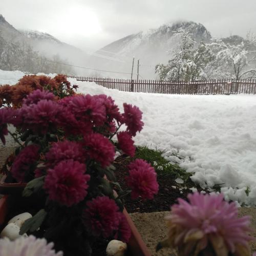 a bunch of purple flowers in front of a snow covered field at Family owned self sufficient ECO farm TARA in Pljevlja