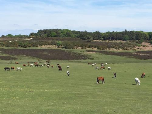 a herd of horses grazing in a field at The Stables - 2 bed with large garden and hot tub. in Sway