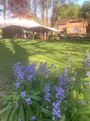 a garden with purple flowers in the grass at The Red Lion in Blewbury