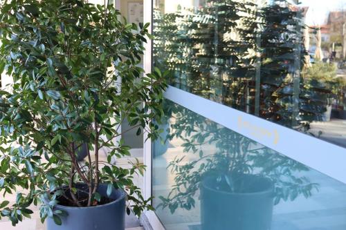 a plant in a pot next to a window at Hôtel Du Centre Annemasse in Annemasse