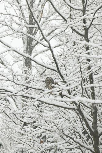 a bird sitting on a tree branch covered in snow at Planinska Koliba ABA-TARA in Bajina Bašta