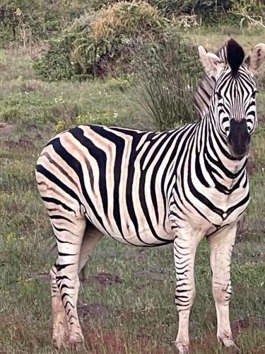 a zebra standing in a field of grass at Ostrich cottage at Les Wings private game farm in Jongensfontein