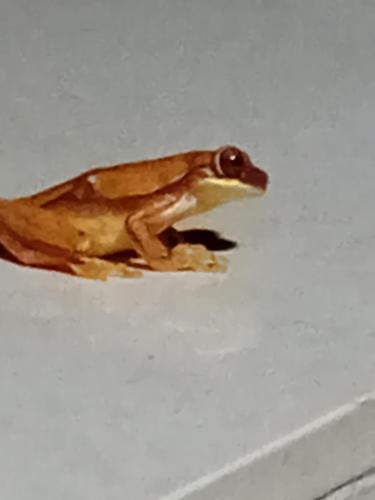 a frog sitting on top of a wall at La Casita in Dos Brazos