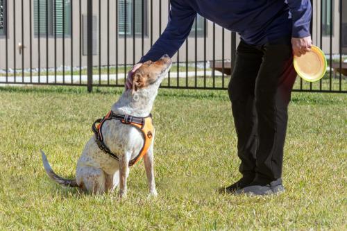 a person holding a frisbee in front of a dog at WaterWalk Extended Stay by Wyndham Jacksonville Deerwood Pk in Jacksonville