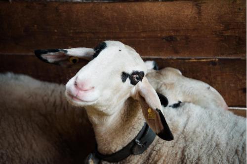 two sheep are standing next to each other at Unterplattnerhof in Chiusa
