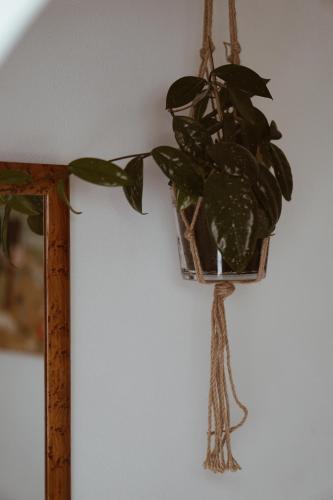 a plant in a basket hanging on a wall at Axatorpsgården in Trelleborg