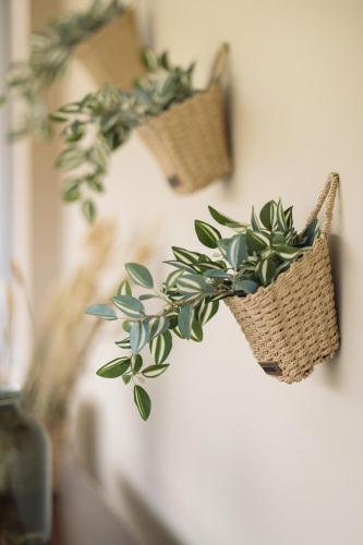 a plant in a basket hanging on a wall at PRETTY SPITI Holiday Retreat in Laganas