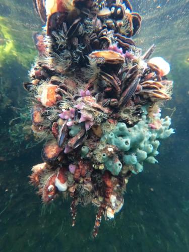 an underwater image of a colony of fish in the water at Santa Lova Eco-hostel Isla Tintipan in Tintipan Island