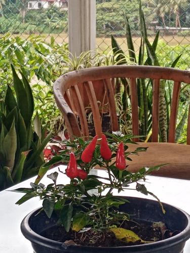 a potted plant sitting on a table next to a chair at Mahaweli Shades in Kandy
