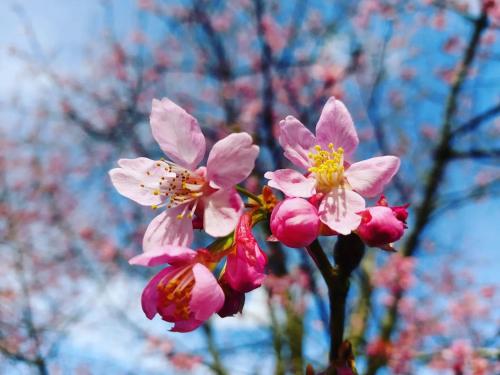 a group of pink flowers in front of a tree at 赤科山櫻之谷咖啡民宿 in Chiu-t'ien