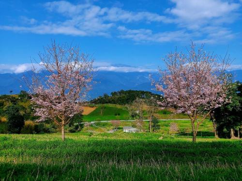 two trees in a field with mountains in the background at 赤科山櫻之谷咖啡民宿 in Chiu-t'ien