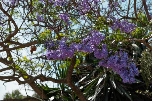 a bunch of purple flowers hanging from a tree at Broadway Boston in Cape Town