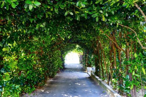 an archway of trees and a road at HOTEL E-horizon Resort コンドミニアム瀬底 in Motobu