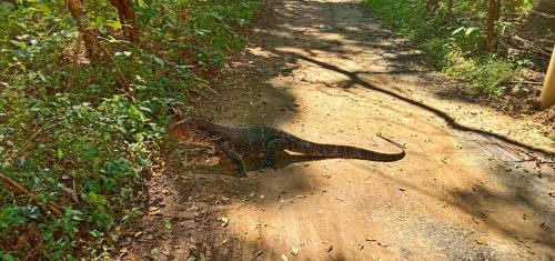 The river face safari resort – Photos 4