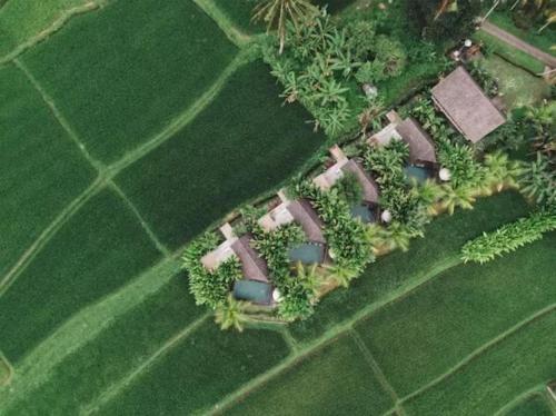 an aerial view of a garden with trees and plants at Lasamana Villas Ubud by Pramana Villas in Ubud