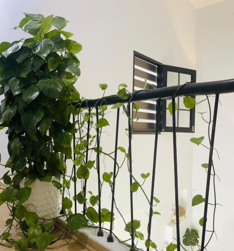 a plant in a vase sitting on a rail at Romo Homestay in Quang Ngai