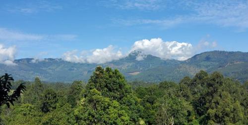 a view of a forest with mountains in the background at The Rock Face in Ella