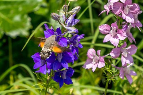 une abeille est assise sur une fleur violette dans l'établissement Camping les Rives du Lac de Vinça, à Vinça