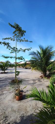 a palm tree sitting on a sandy beach at Pousada São Miguel Arcanjo in São Miguel do Gostoso