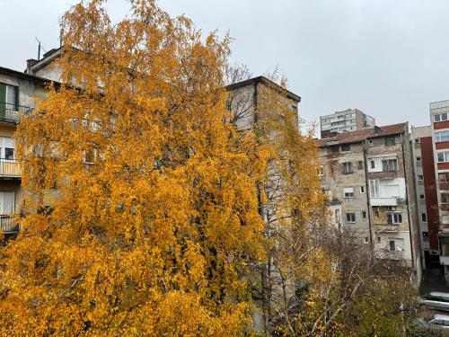 an orange tree in front of an apartment building at AQUA Apartment in Belgrade