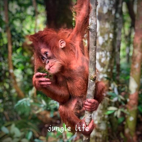 un singe grimpant un arbre dans la jungle dans l'établissement JUNGLE LIFE GUEST HOUSE - Treking & Transport Only Book With Us, à Bukit Lawang