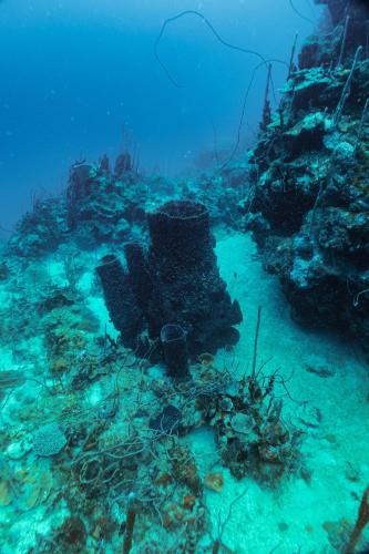 a wreck of a ship on the ocean floor at Santa Lova Eco-hostel Isla Tintipan in Tintipan Island