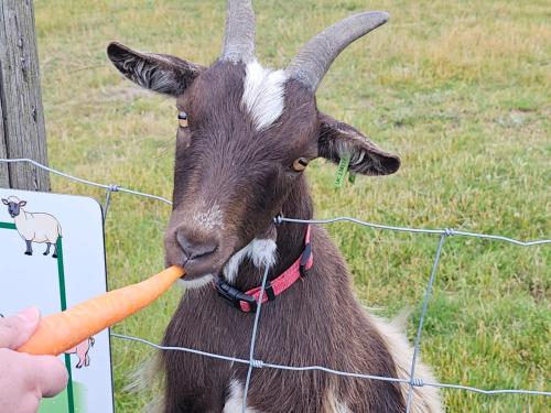 a goat eating a carrot in a field at FAIRVIEW FARM Holiday Accommodation 14 Luxury Lodges, Cabins, Dog Friendly, Suitable for Couples, Families and Groups, Wedding Guests , Corporate events, Sleeps 2-65 guests in Ravenshead, Nottingham near Sherwood Forest, set in 88 acres in Nottingham