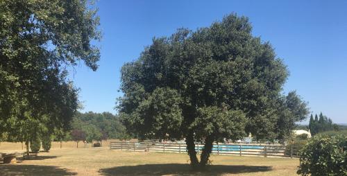 a tree in a field next to a fence at Fattoria Agriturismo Nerbona in Casole dʼElsa