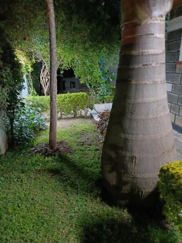 palma siedząca w trawie obok domu w obiekcie BERNKISH HOMES w mieście Nakuru