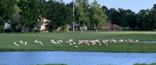 a flock of flamingos standing on the grass near a body of water at Home2 Suites By Hilton Kingsland in Kingsland