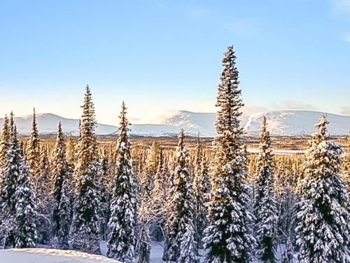 a group of pine trees covered in snow at Holiday Home Pallaksen valkkorinne by Interhome in Raattama