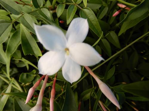 a close up of a white flower with pink stems at Jasmine Guest Suite in Ponta do Pargo